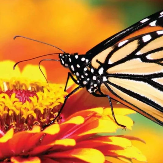 Epic Distribution | GF 113 Mounting Film Clear Polyester Double-Sided Adhesive by General Formulations